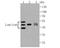 Lumican antibody, A01034, Boster Biological Technology, Western Blot image 