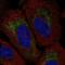 Transmembrane Protein 185A antibody, NBP2-57773, Novus Biologicals, Immunocytochemistry image 