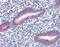 Twist Family BHLH Transcription Factor 1 antibody, 28-767, ProSci, Immunohistochemistry frozen image 