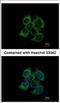 Ubiquinol-Cytochrome C Reductase Core Protein 2 antibody, NBP2-20816, Novus Biologicals, Immunofluorescence image 