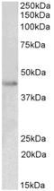 Paired Box 8 antibody, AP16042PU-N, Origene, Western Blot image 