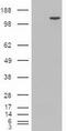 Tripartite Motif Containing 33 antibody, CF500119, Origene, Western Blot image 