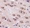 Fam antibody, NBP1-48321, Novus Biologicals, Immunohistochemistry frozen image 