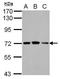 Phenylalanyl-TRNA Synthetase Subunit Beta antibody, GTX115336, GeneTex, Western Blot image 