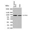 Solute Carrier Family 9 Member A2 antibody, orb138018, Biorbyt, Western Blot image 
