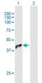 Programmed Cell Death 2 Like antibody, H00084306-B01P, Novus Biologicals, Western Blot image 