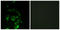 Eukaryotic Translation Initiation Factor 4 Gamma 1 antibody, LS-C117748, Lifespan Biosciences, Immunofluorescence image 