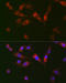 Growth Differentiation Factor 15 antibody, GTX54079, GeneTex, Immunoprecipitation image 