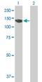 Protein Kinase N3 antibody, H00029941-B01P, Novus Biologicals, Western Blot image 