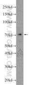 Transcription Factor 4 antibody, 22337-1-AP, Proteintech Group, Western Blot image 