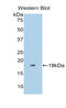 LRR Binding FLII Interacting Protein 1 antibody, LS-C295130, Lifespan Biosciences, Western Blot image 
