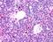 Autoimmune regulator antibody, PA5-18525, Invitrogen Antibodies, Immunohistochemistry frozen image 