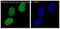 Histone Cluster 4 H4 antibody, M14495-3, Boster Biological Technology, Western Blot image 