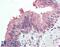 IKAROS Family Zinc Finger 1 antibody, 42-782, ProSci, Enzyme Linked Immunosorbent Assay image 