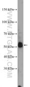 Serpin Family F Member 2 antibody, 13228-1-AP, Proteintech Group, Western Blot image 