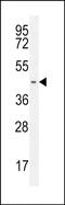 G Protein-Coupled Receptor 142 antibody, PA5-48151, Invitrogen Antibodies, Western Blot image 