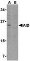 Activation Induced Cytidine Deaminase antibody, TA306117, Origene, Western Blot image 