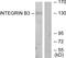 Integrin Subunit Beta 3 antibody, LS-C118150, Lifespan Biosciences, Western Blot image 