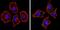 Spectrin Beta, Non-Erythrocytic 1 antibody, NB300-574, Novus Biologicals, Immunofluorescence image 