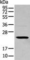 Transcription Elongation Factor A Like 4 antibody, PA5-67536, Invitrogen Antibodies, Western Blot image 