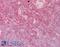 Ephrin A2 antibody, 45-526, ProSci, Immunohistochemistry frozen image 