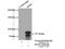 E3 ubiquitin-protein ligase RNF6 antibody, 20437-1-AP, Proteintech Group, Immunoprecipitation image 