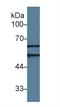 Acetylcholinesterase antibody, LS-C292584, Lifespan Biosciences, Western Blot image 