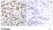 Mpf antibody, GTX78938, GeneTex, Immunohistochemistry paraffin image 