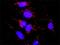 Glutamic-Oxaloacetic Transaminase 1 antibody, H00002788-D01P, Novus Biologicals, Proximity Ligation Assay image 