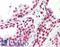 Forkhead Box H1 antibody, LS-B8885, Lifespan Biosciences, Immunohistochemistry frozen image 
