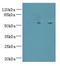 T-Complex-Associated-Testis-Expressed 1 antibody, LS-C377663, Lifespan Biosciences, Western Blot image 