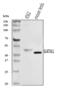 GATA Binding Protein 1 antibody, A00408-3, Boster Biological Technology, Western Blot image 