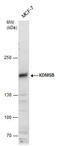Lysine Demethylase 5B antibody, GTX129872, GeneTex, Western Blot image 