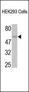 Chromobox 4 antibody, 251922, Abbiotec, Western Blot image 