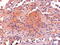 Proopiomelanocortin antibody, 46-208, ProSci, Enzyme Linked Immunosorbent Assay image 