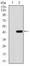 T antibody, abx011866, Abbexa, Enzyme Linked Immunosorbent Assay image 