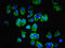 U6 snRNA-associated Sm-like protein LSm4 antibody, LS-C369931, Lifespan Biosciences, Immunofluorescence image 