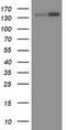 TATA-Box Binding Protein Associated Factor 2 antibody, CF504588, Origene, Western Blot image 