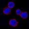 Ras Homolog, MTORC1 Binding antibody, MAB3426, R&D Systems, Immunofluorescence image 