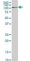 COP1 E3 Ubiquitin Ligase antibody, ab56400, Abcam, Western Blot image 