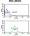 Gamma-Aminobutyric Acid Type A Receptor Delta Subunit antibody, abx034314, Abbexa, Western Blot image 