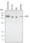 Serine/threonine-protein kinase PAK 7 antibody, MAB4696, R&D Systems, Western Blot image 