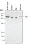 P21 (RAC1) Activated Kinase 5 antibody, MAB4696, R&D Systems, Western Blot image 