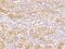 Amyloid Beta Precursor Like Protein 2 antibody, 203706-T08, Sino Biological, Immunohistochemistry paraffin image 