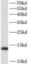 HOP Homeobox antibody, FNab03970, FineTest, Western Blot image 