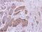 NADH:Ubiquinone Oxidoreductase Core Subunit S1 antibody, NBP1-31142, Novus Biologicals, Immunohistochemistry frozen image 