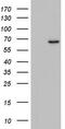 Zinc Finger Protein 286A antibody, TA803382, Origene, Western Blot image 