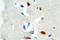 E2F-1 antibody, LS-C176276, Lifespan Biosciences, Immunohistochemistry frozen image 