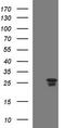 HscB Mitochondrial Iron-Sulfur Cluster Cochaperone antibody, LS-C338453, Lifespan Biosciences, Western Blot image 