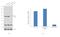 Histone Deacetylase 2 antibody, 51-5100, Invitrogen Antibodies, Western Blot image 